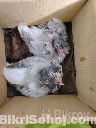 1 pair blue bar lahori,  1 pair lokkha,  2 khop er khacha